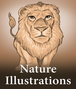 Nature illustrations